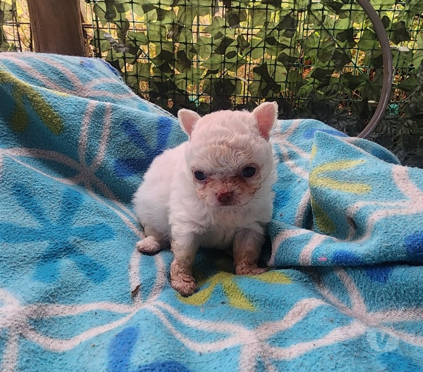 Gatos en Venta San Antonio El Tabo - Fotos de Chihuahuas mini manzanitas