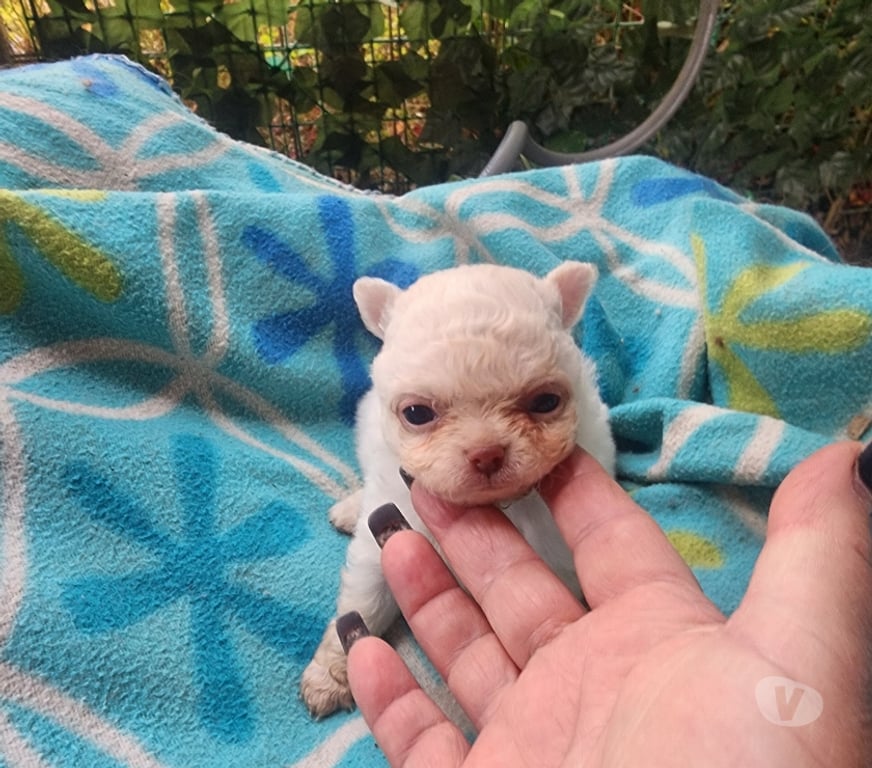 Gatos en Venta San Antonio El Tabo - Fotos de Chihuahuas mini manzanitas