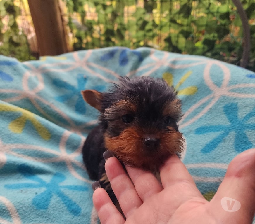 Gatos en Venta San Antonio El Tabo - Fotos de Yorkshire hembrita