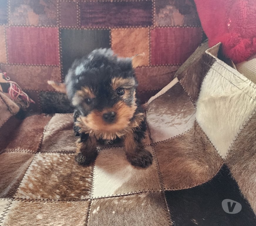 Gatos en Venta San Antonio El Tabo - Fotos de Yorkshire hembrita