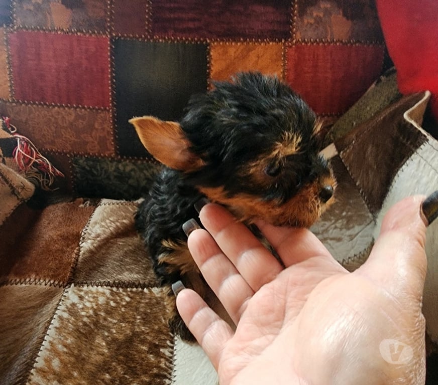 Gatos en Venta San Antonio El Tabo - Fotos de Yorkshire hembrita