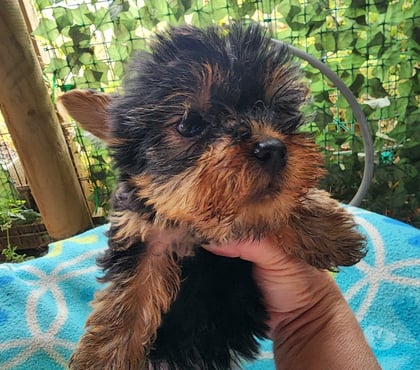 Gatos en Venta El Tabo San Antonio - Fotos de Yorkshire hembrita