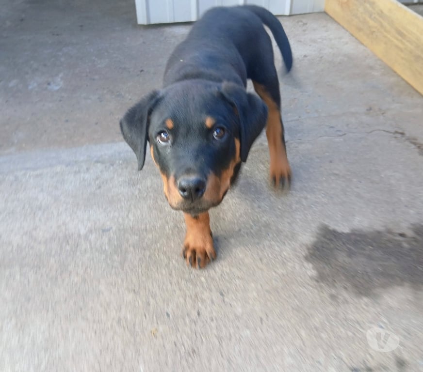 Gatos en Venta Concepción Hualpén - Fotos de Vendo perrito rottweiler tiene 2 meses y medio