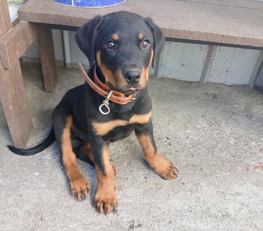 Gatos en Venta Concepción Hualpén - Fotos de Vendo perrito rottweiler tiene 2 meses y medio