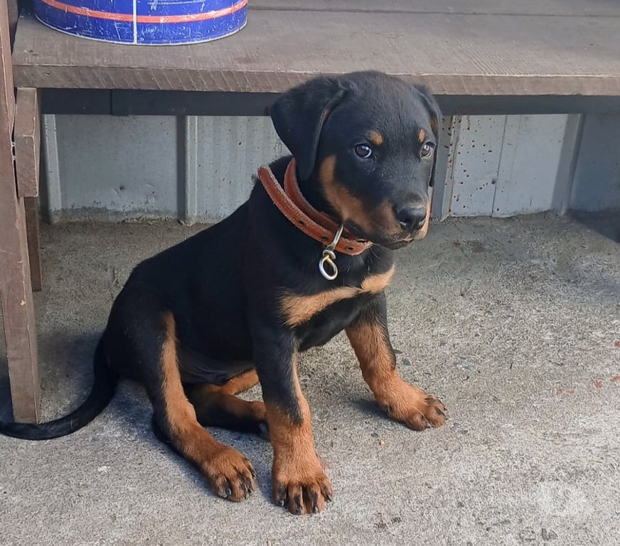 Gatos en Venta Concepción Hualpén - Fotos de Vendo perrito rottweiler tiene 2 meses y medio