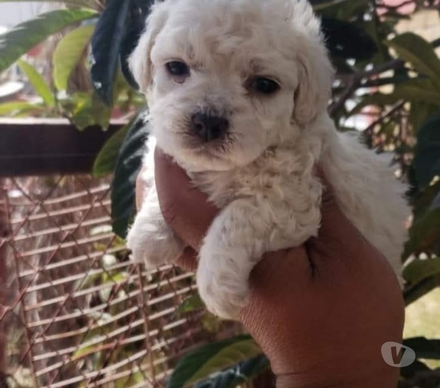Gatos en Venta Santiago Santiago - Fotos de Poodle toy 973399406