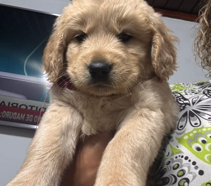 Gatos en Venta Santiago Santiago - Fotos de Golden retriever 973994206