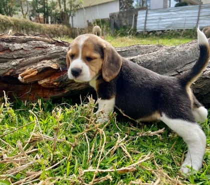 Venta de Mascotas Santiago Santiago - Fotos de Beagles hermosos 973994206