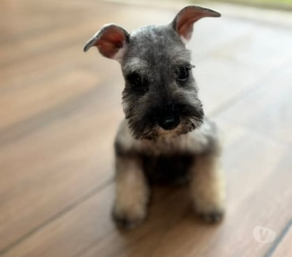 Mascotas en Venta Santiago Santiago - Fotos de Schnauzer 973994206