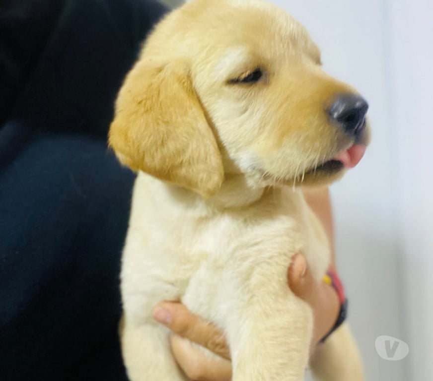 Gatos en Venta Santiago Santiago - Fotos de Labrador retriever 973994206