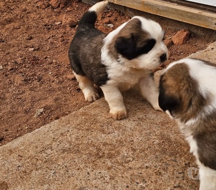 Perros en Venta Santiago Santiago - Fotos de Cachorros san bernardo 973994206