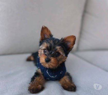 Perros en Venta Santiago Santiago - Fotos de Raza yorkshire terrier 973994206