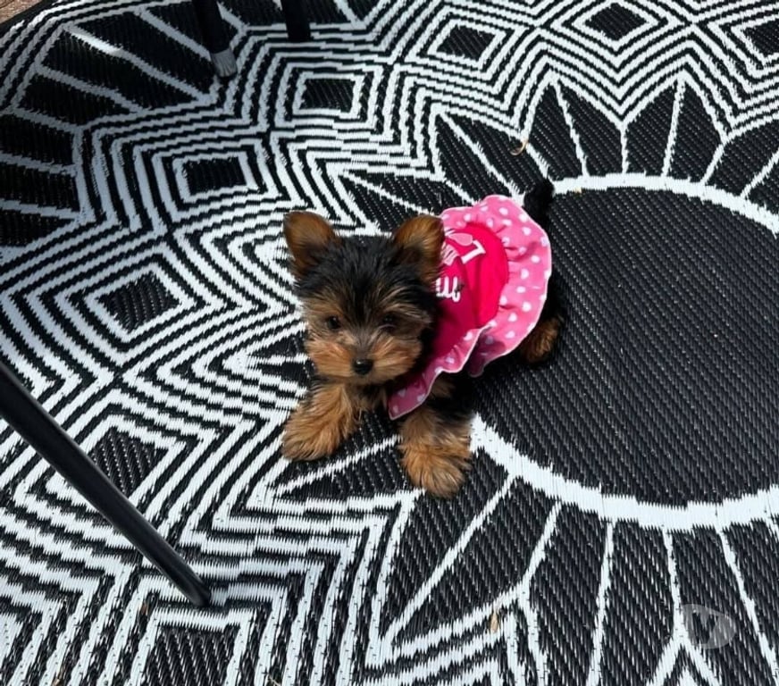 Gatos en Venta Santiago Santiago - Fotos de Raza yorkshire terrier 973994206