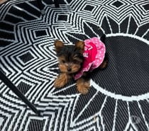 Raza yorkshire terrier 973994206