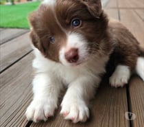 Raza border collie 973994206