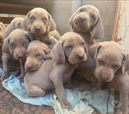 Perros en Venta Santiago Santiago - Fotos de Weimaraner 973994206