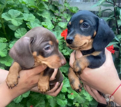 Mascotas en Venta Santiago Santiago - Fotos de Raza salchicha 973994206