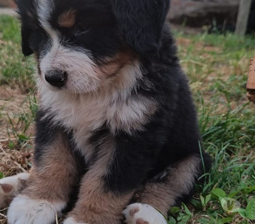 Gatos en Venta Santiago Santiago - Fotos de Boyero de berna 973994206