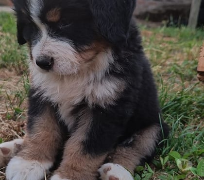 Gatos en Venta Santiago Santiago - Fotos de Boyero de berna 973994206