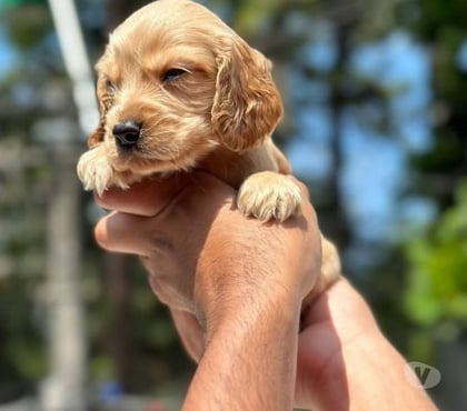 Perros en Venta Santiago Santiago - Fotos de Raza cocker spaniel 973994206