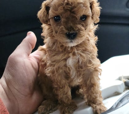 Venta de Mascotas Antofagasta Antofagasta - Fotos de Poodle toy apricot