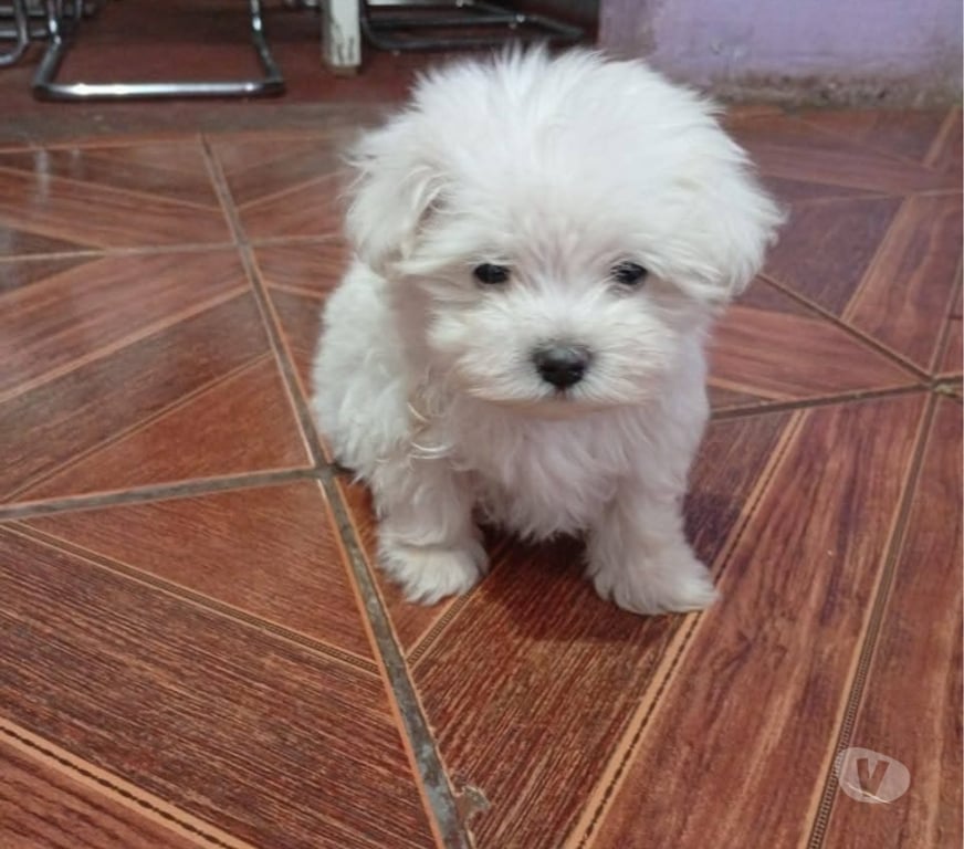 Gatos en Venta Antofagasta Antofagasta - Fotos de Maltés americanos