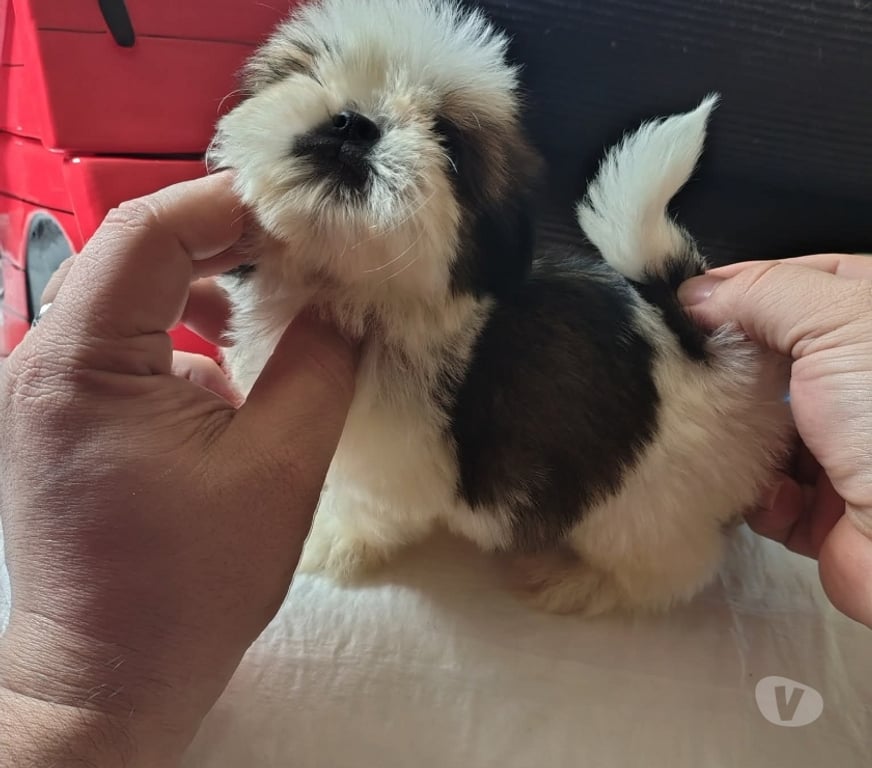 Gatos en Venta Antofagasta Antofagasta - Fotos de Raza Shih tzu bellos