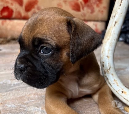 Mascotas en Venta Antofagasta Antofagasta - Fotos de Cachorros boxer