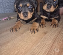 Cachorros rottweiler