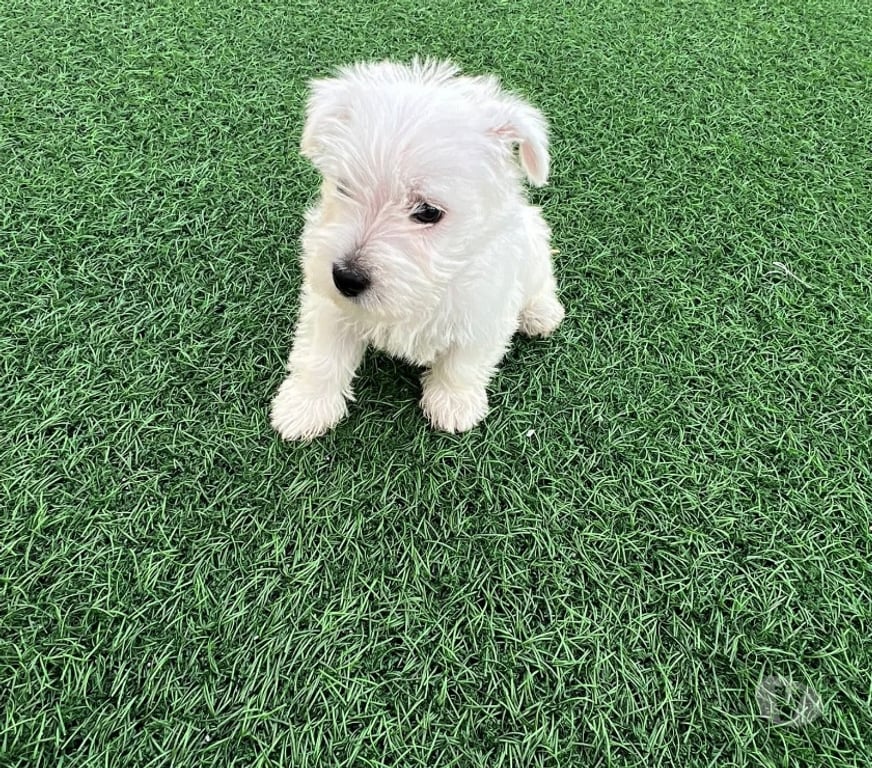 Gatos en Venta Antofagasta Antofagasta - Fotos de Cachorros west o westy