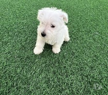 Cachorros west o westy