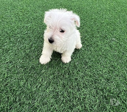 Mascotas en Venta Antofagasta Antofagasta - Fotos de Cachorros west o westy