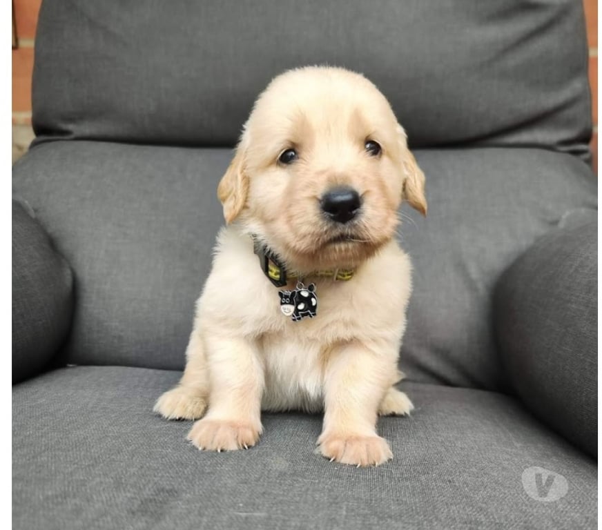 Gatos en Venta Santiago La Reina - Fotos de Golden retriever rebajados