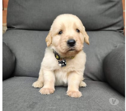 Mascotas en Venta La Reina Santiago - Fotos de Golden retriever rebajados