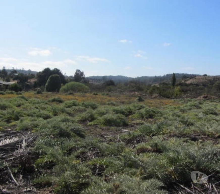 Parcelas en Venta Valparaíso Quintero - Fotos de PARCELA PLANA SECTOR VALLE DEL ESTERO QUINTERO
