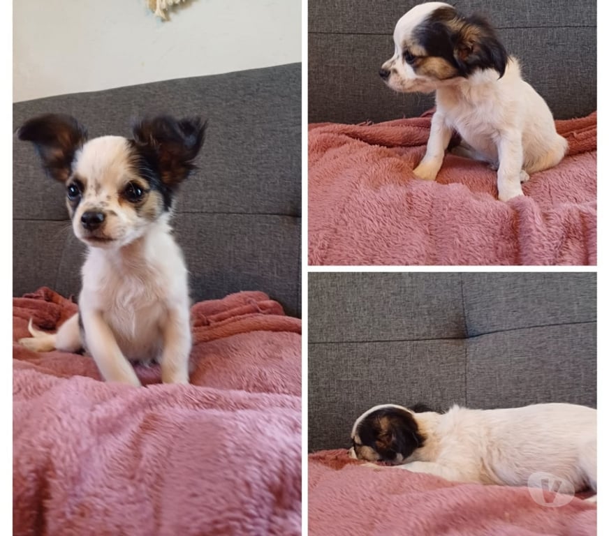 Gatos en Venta Elqui La Serena - Fotos de Chihuahuas Machos 180.000