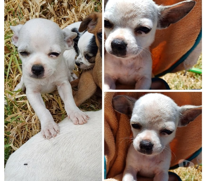 Gatos en Venta Elqui La Serena - Fotos de Chihuahuas Machos 180.000