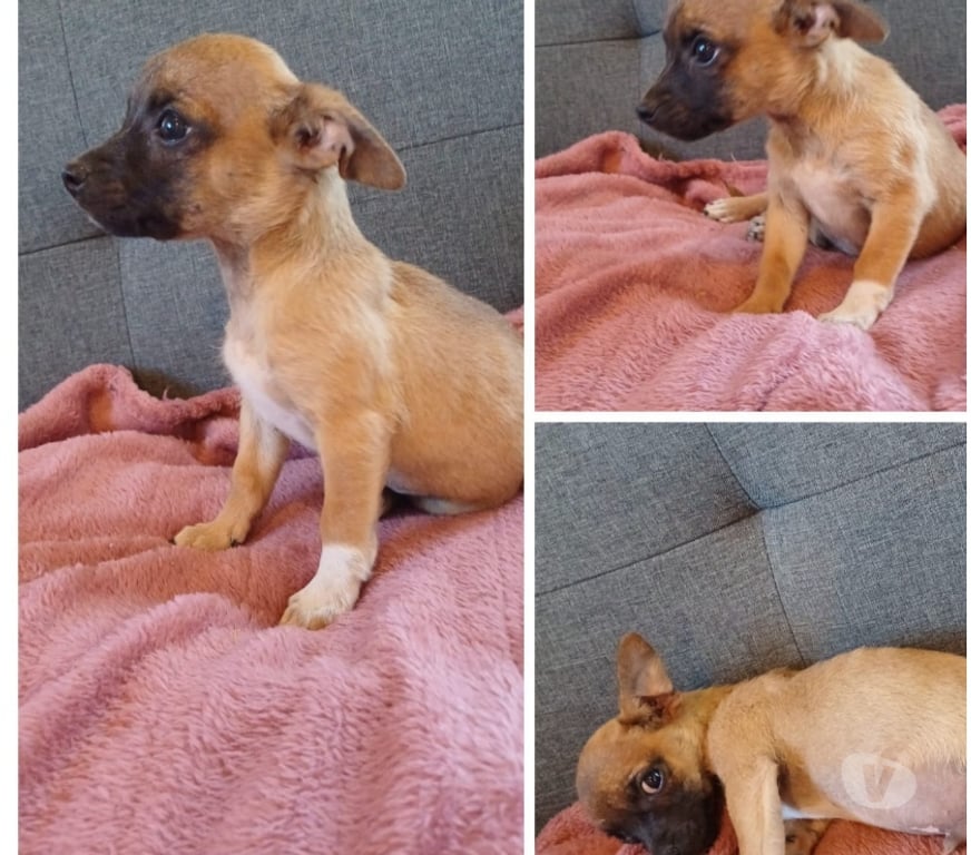 Gatos en Venta Elqui La Serena - Fotos de Chihuahuas Machos 180.000