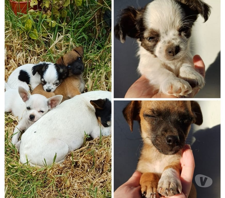 Gatos en Venta Elqui La Serena - Fotos de Chihuahuas Machos 180.000