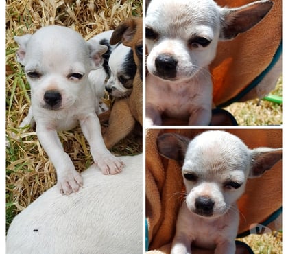 Venta de Mascotas La Serena Elqui - Fotos de Chihuahuas Machos 180.000