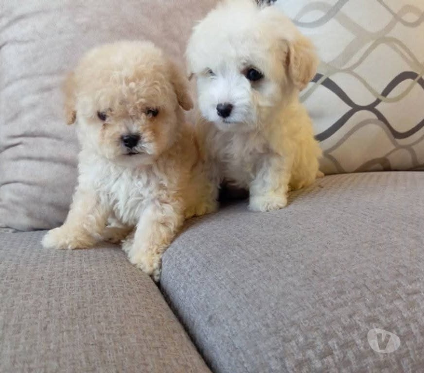 Gatos en Venta Cautín Temuco - Fotos de Cachorros poodle toy