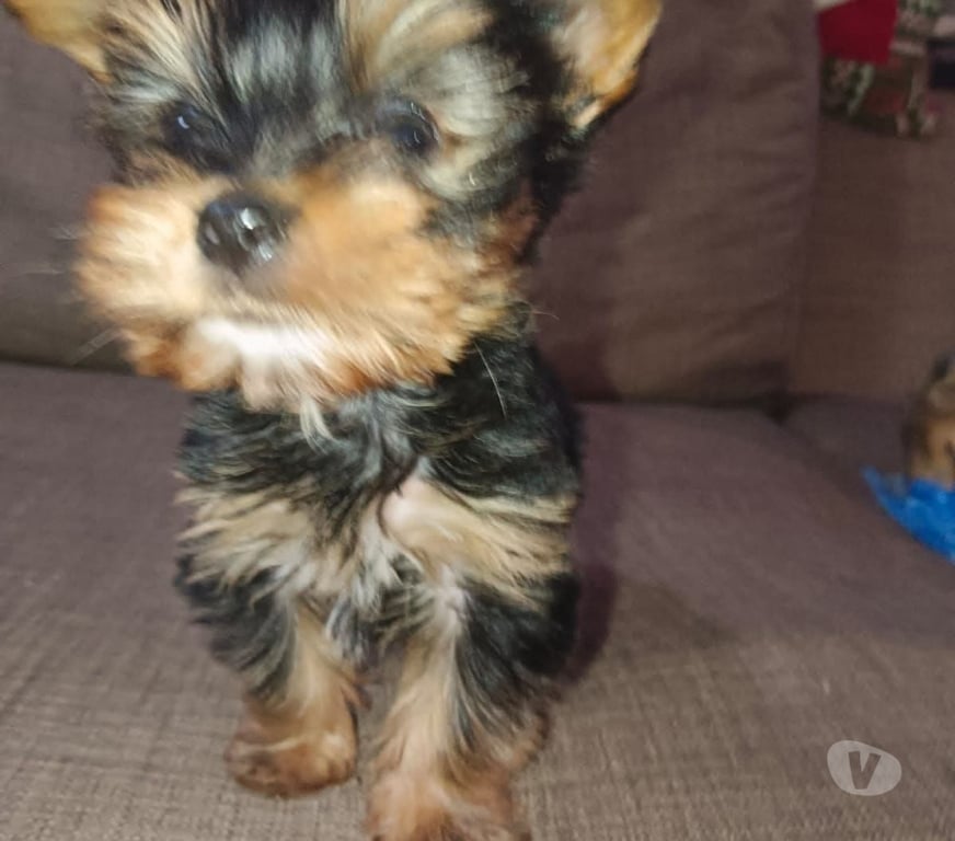 Gatos en Venta Cautín Temuco - Fotos de Yorkshire Terrier