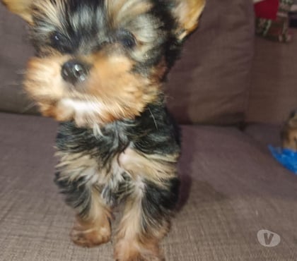 Gatos en Venta Temuco Cautín - Fotos de Yorkshire Terrier