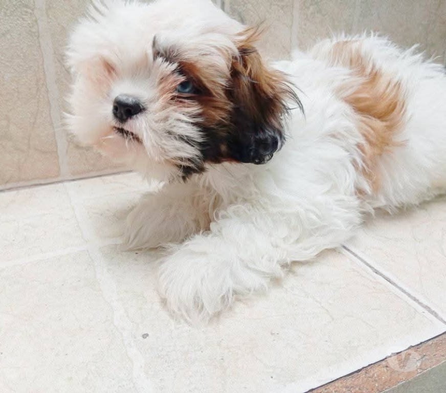 Gatos en Venta Cautín Temuco - Fotos de Shih tzu bellos