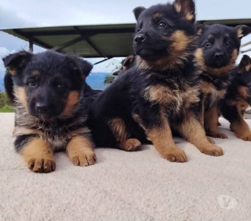 Gatos en Venta Cautín Temuco - Fotos de Raza pastor alemán