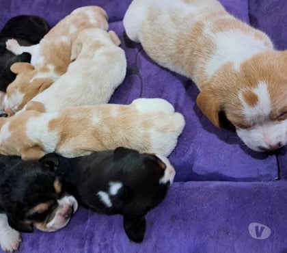 Mascotas en Venta Temuco Cautín - Fotos de Cachorros beagles