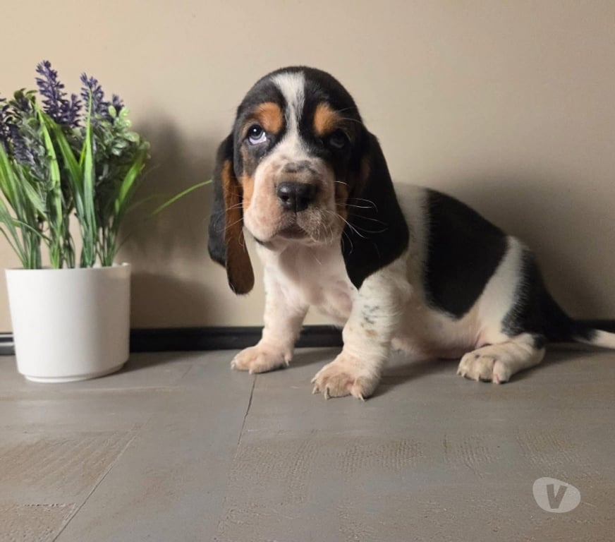 Gatos en Venta Talca Talca - Fotos de Basset hound cachorros