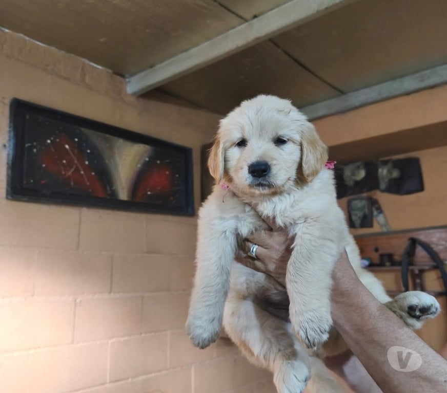 Gatos en Venta Talca Talca - Fotos de Golden retriever