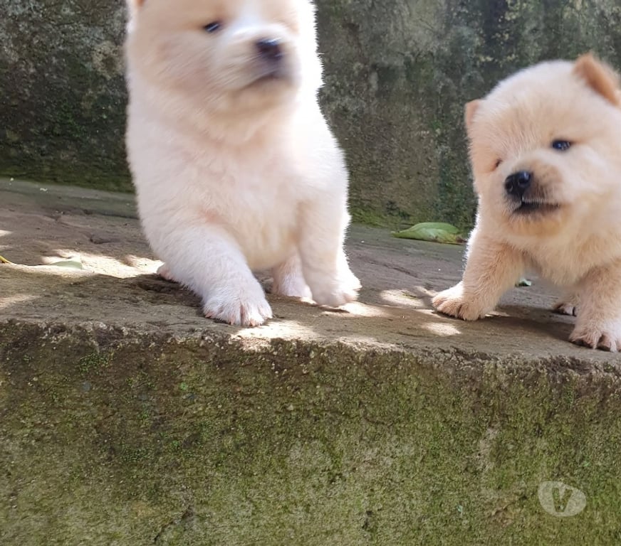 Gatos en Venta Talca Talca - Fotos de Cachorros Chow Chow