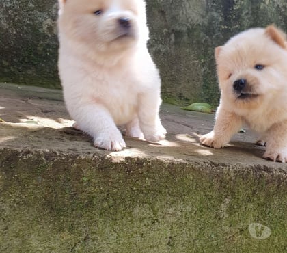 Mascotas en Chile Talca Talca - Fotos de Cachorros Chow Chow
